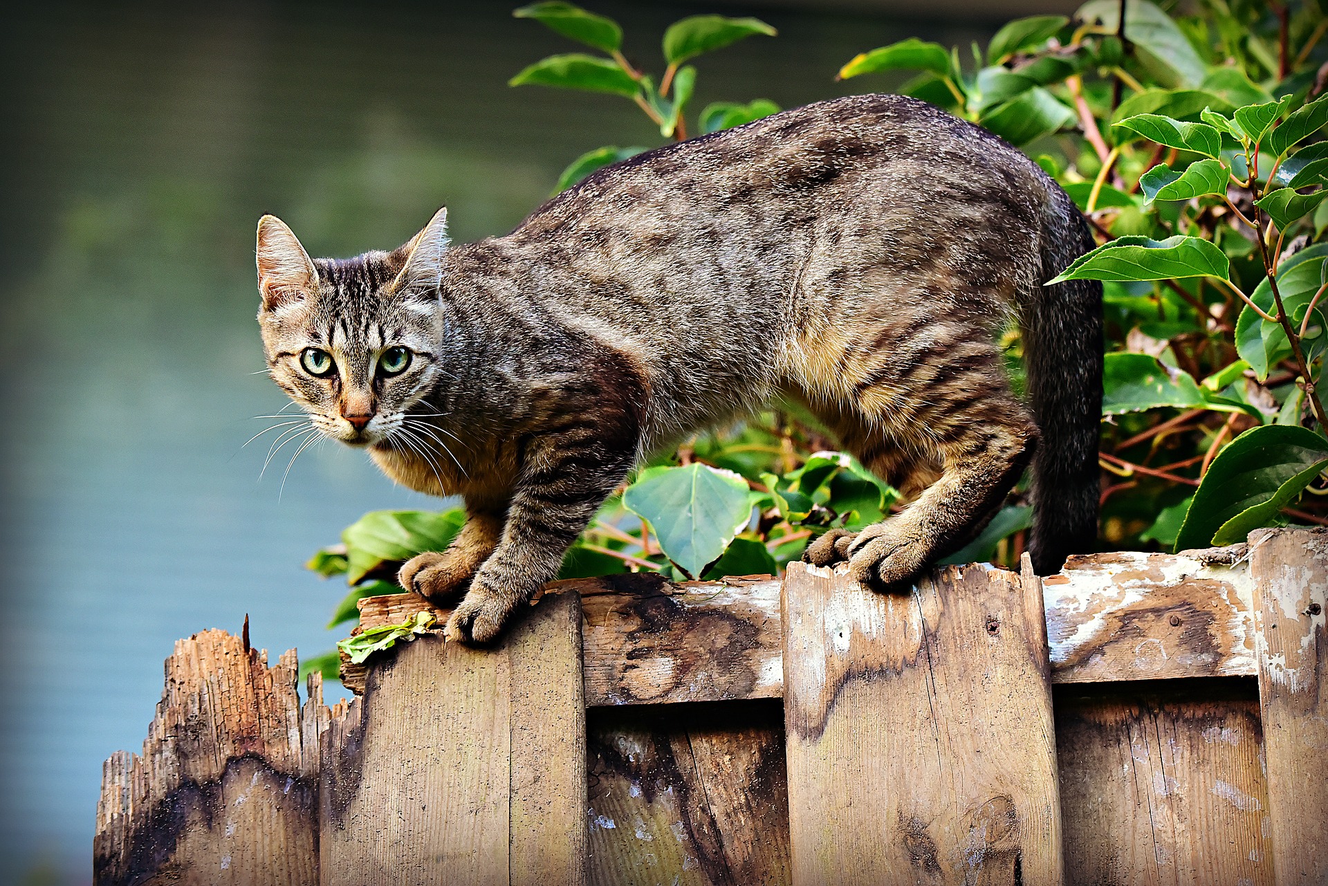 Katt Katt