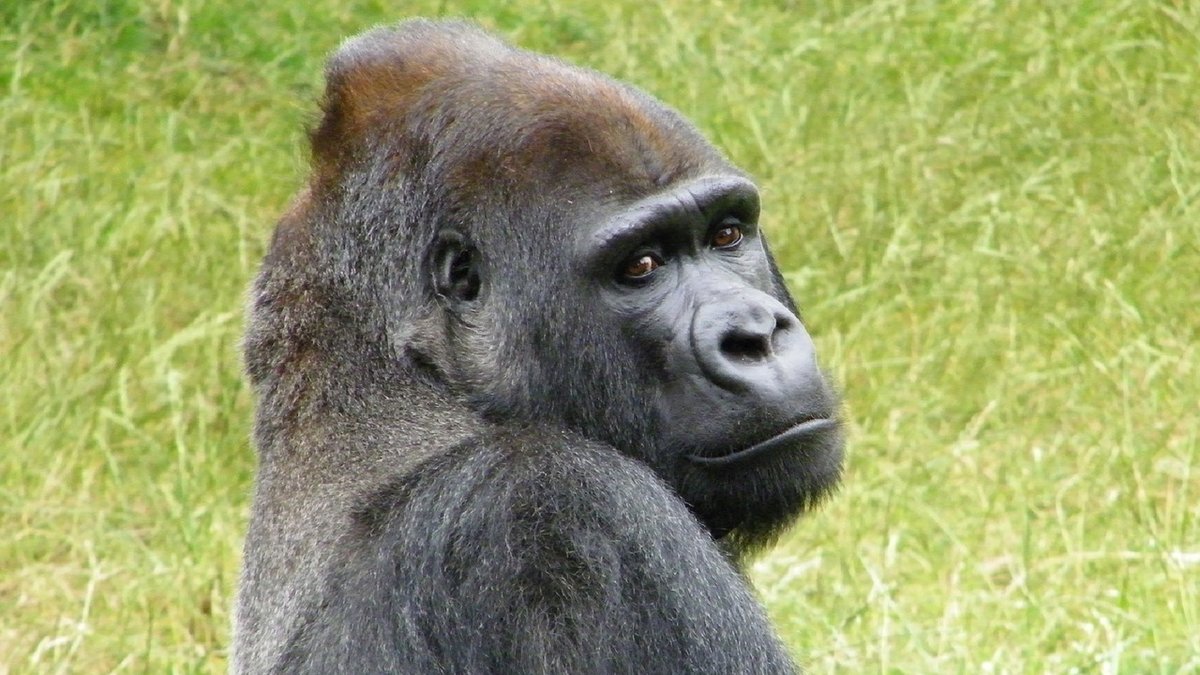 60 procent av alla stora växtätare, däribland gorillan, kan vara borta innan år 2100.