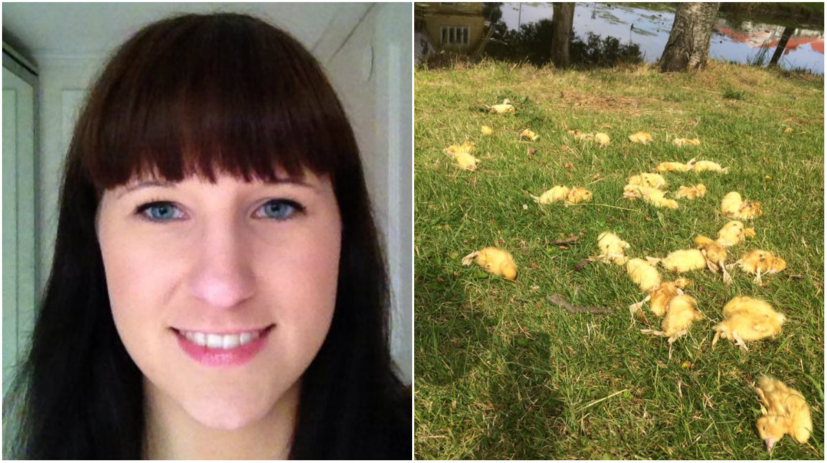 Cecilia hittade 35 döda kycklingar utanför Skansen