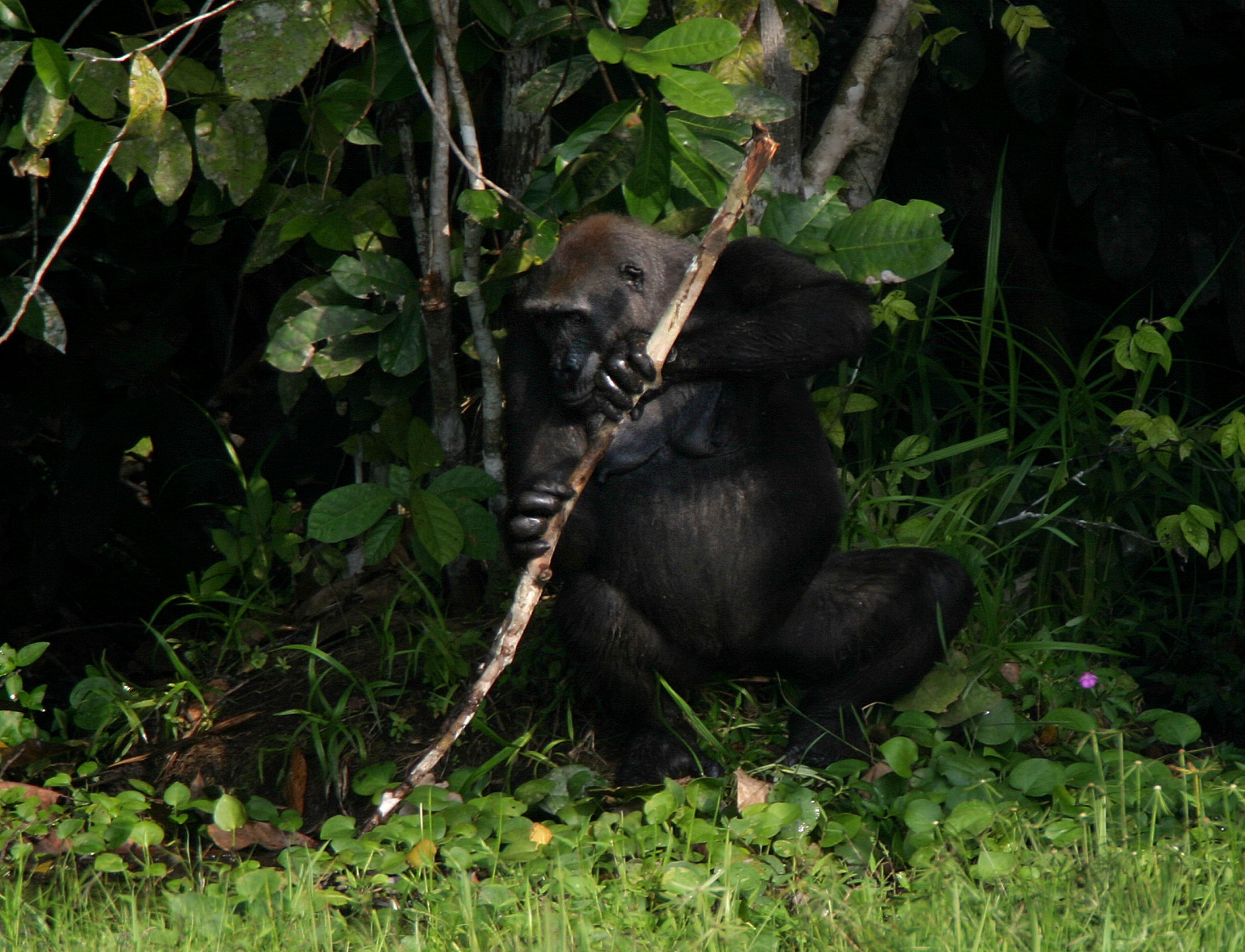 En man blev jagad av män i gorillakostymer.