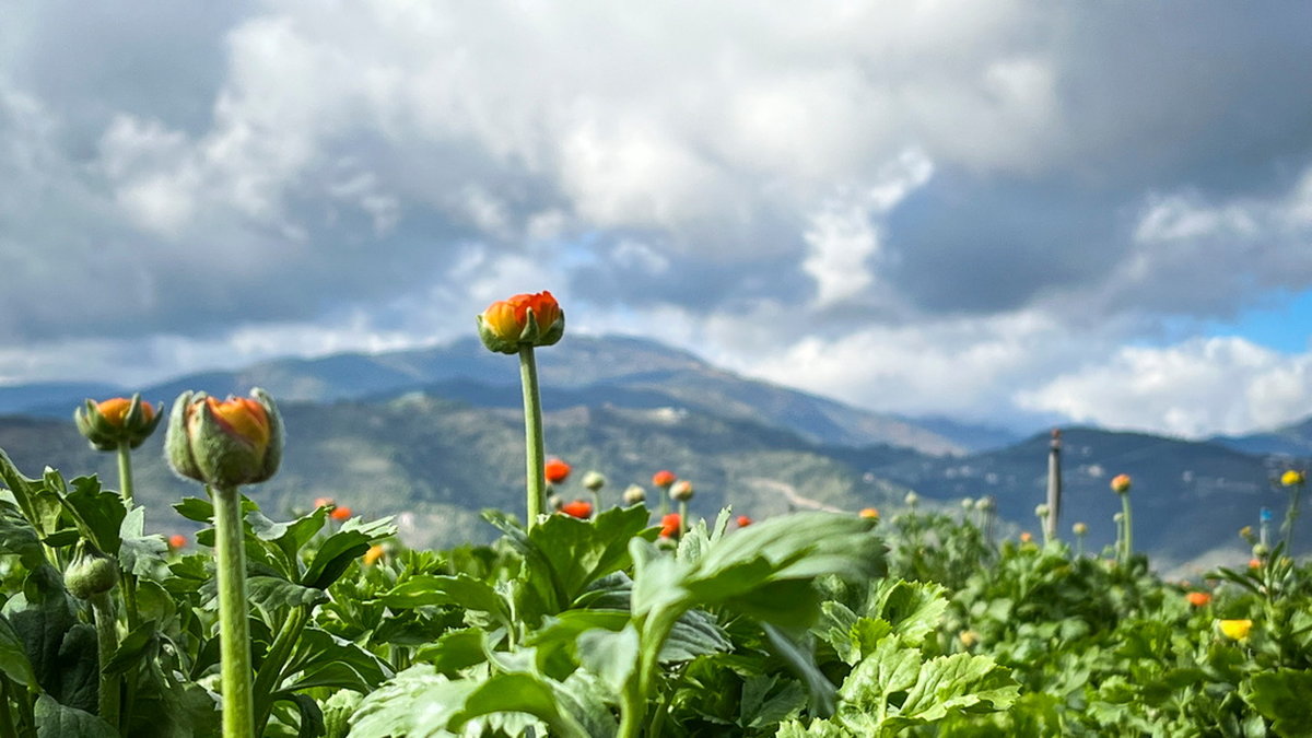 Ranunkeln, som är släkting till den svenska smörblomman, odlas även på friland. Här en orange variant på en odling i bergen ovanför Taggia, en bit utanför staden Sanremo.