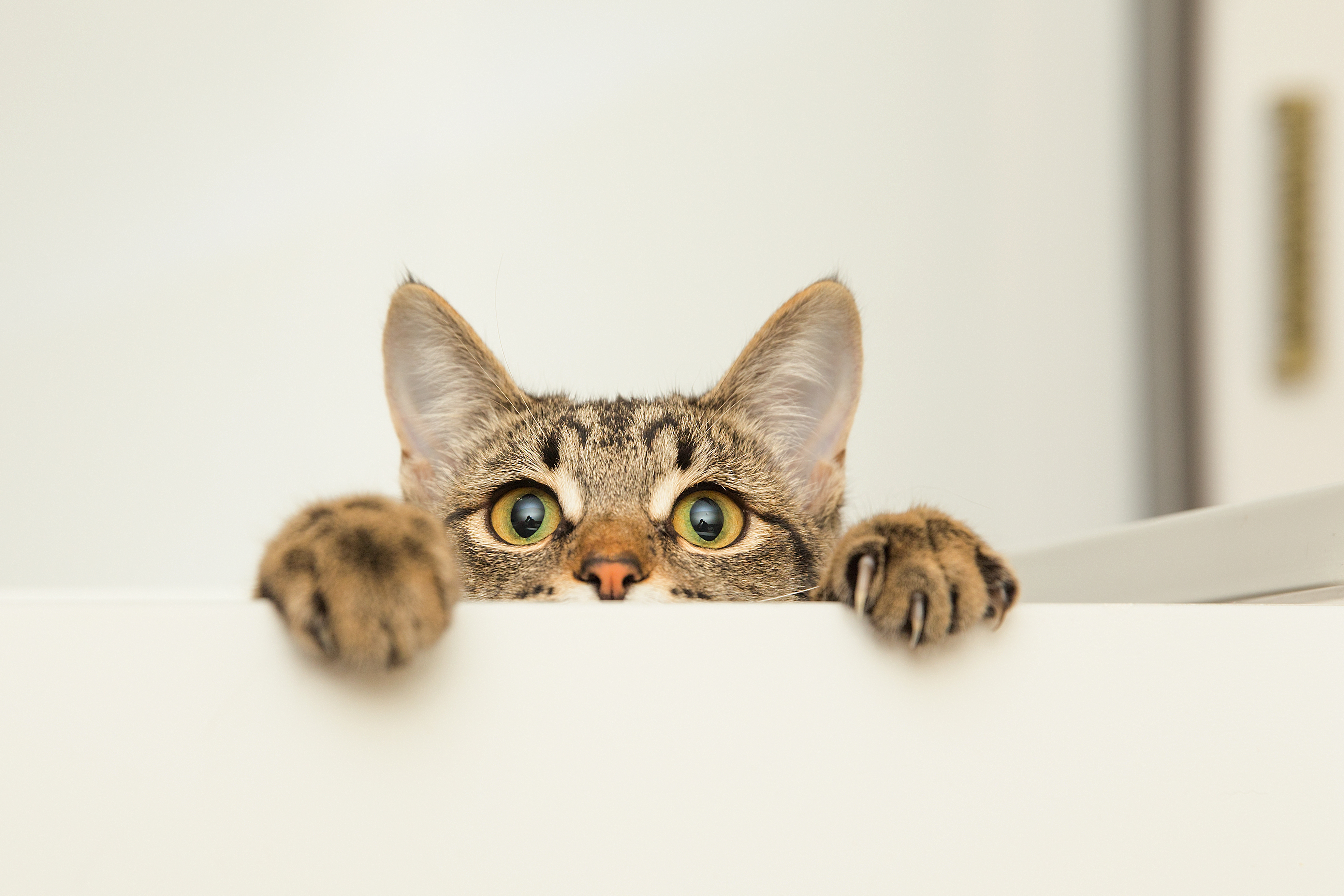 Katt Katt