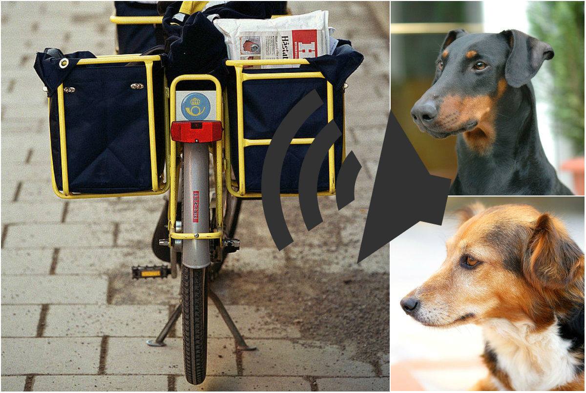 Hundar kan vara rädda för brevbärare. Hundpsykologen Kicki Fellstenius berättar för Nyheter24 hur det kommer sig.