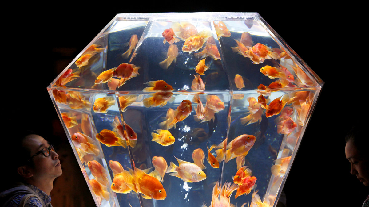 I Kina har en skönhetstävling för guldfiskar ägt rum.