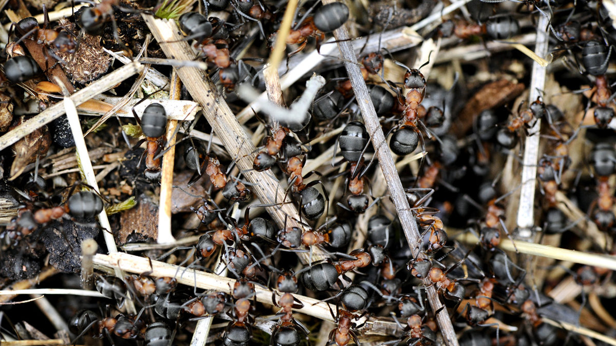 Franska forskare har lyckats träna myror i labbmiljö att känna igen lukten av cancerceller. Myrorna på bilden är inte de som ingick i studien. Arkivbild.