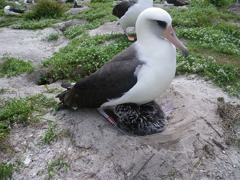Albatrossen Wisdom Albatrossen Wisdom