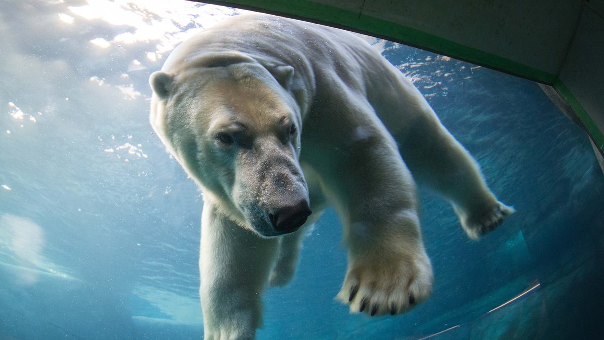 En genomsnittlig isbjörnsmamma föder mellan fyra och fem barn under sin livstid.