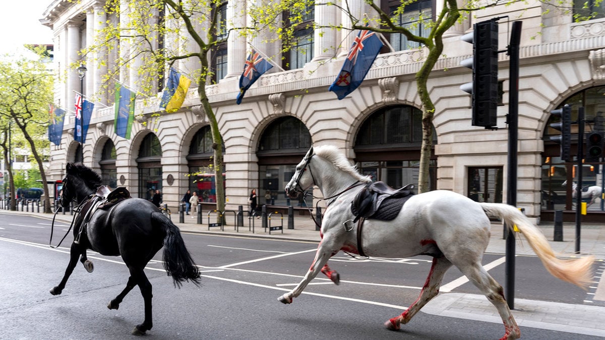 Hästarna Trojan och Vida galopperade på Londons gator under torsdagen. Den vita hästen Vida har behandlats för skärsår.