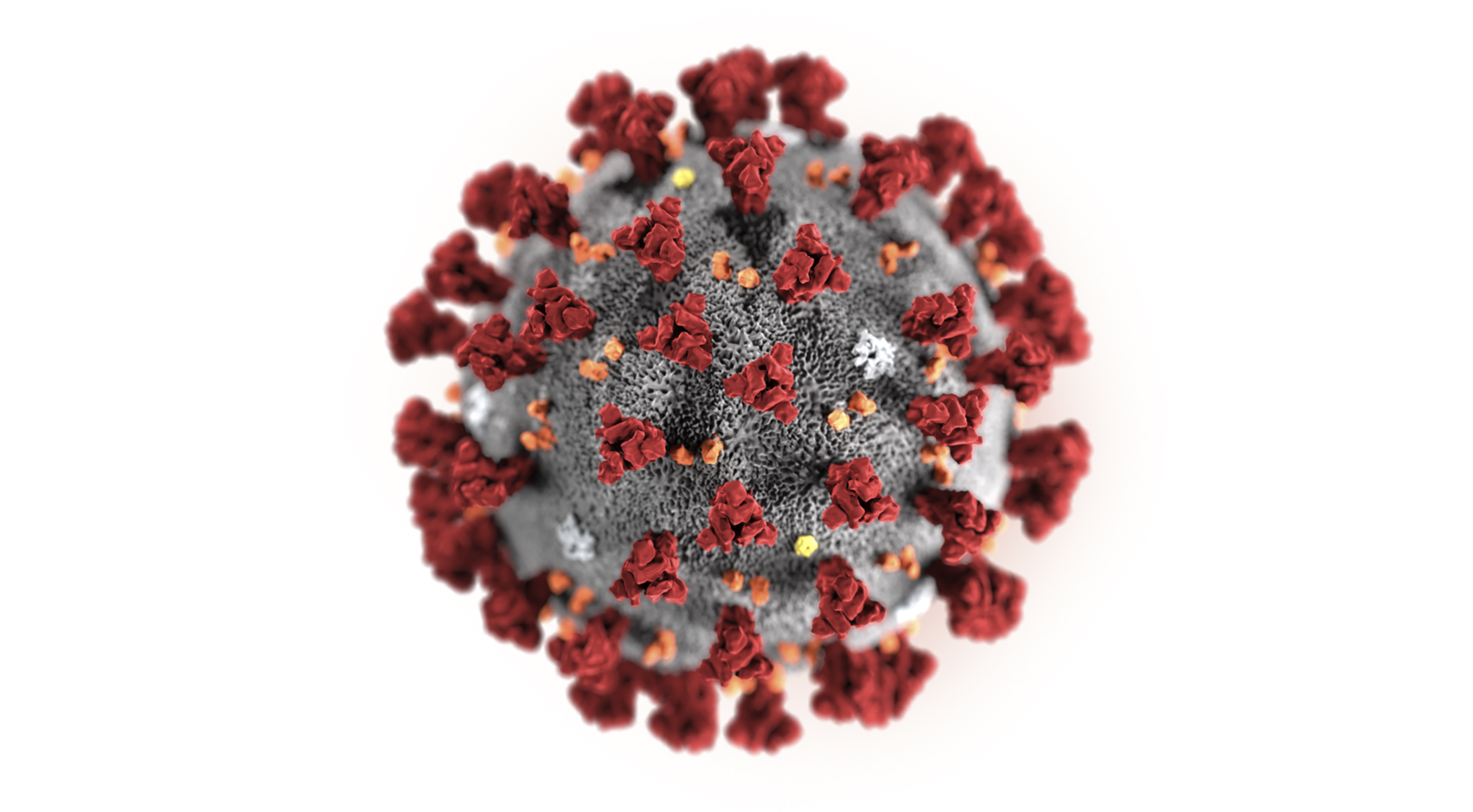 Corona virus Corona virus