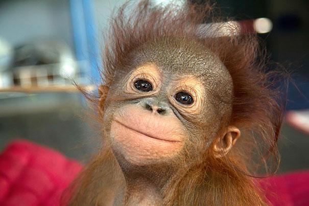 Nöjd liten orangutangbebis minsann. Nöjd liten orangutangbebis minsann.