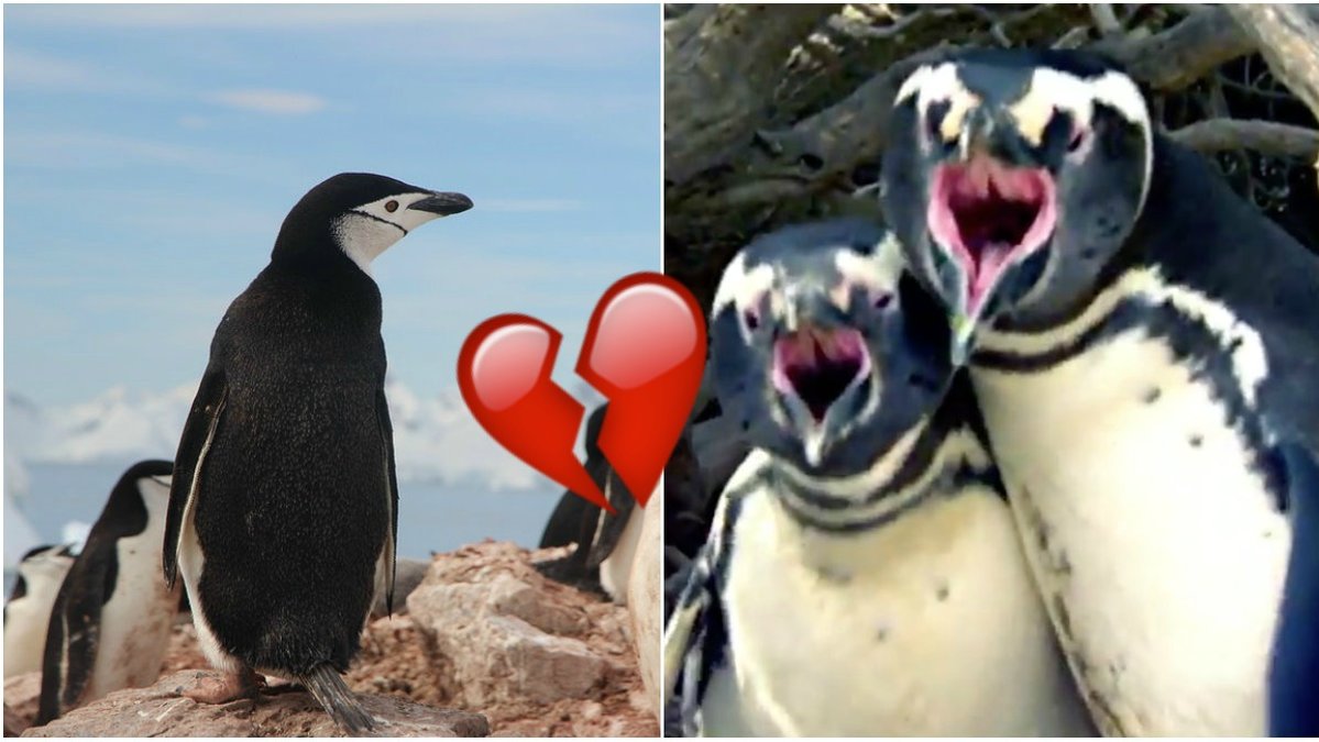 Pingvinhannen fick en obehaglig överraskning när han kom hem. 