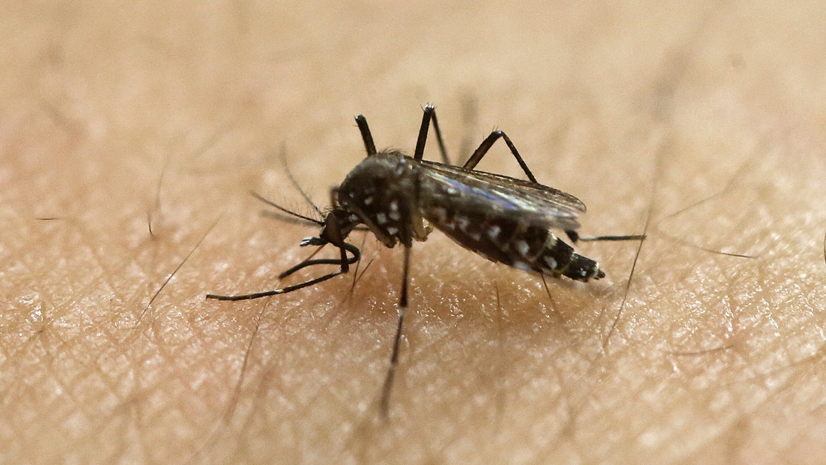 Viruset har hittills bara kunnat smittas via myggor, enligt forskarna. Men nu verkar viruset även kunna smittas på andra sätt.