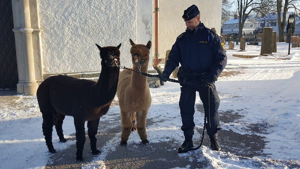Polisen i Höglandet med två spännande djur. 