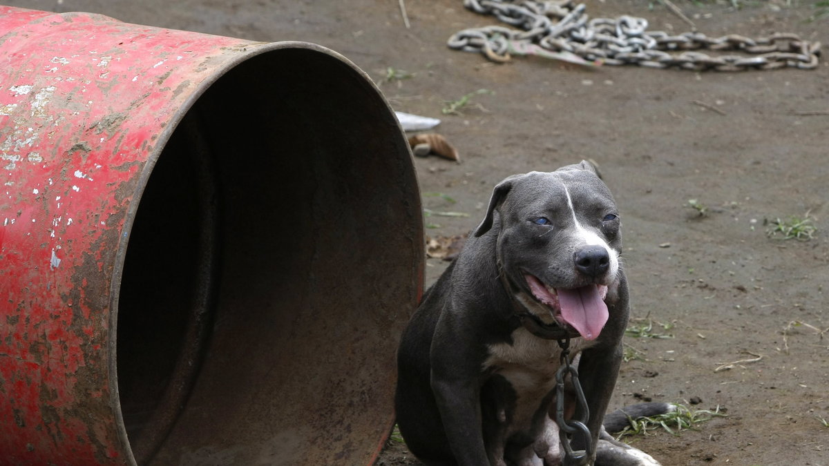 Pitbull-hunden som vart utsatt för den hemska händelsen var grå och vit.