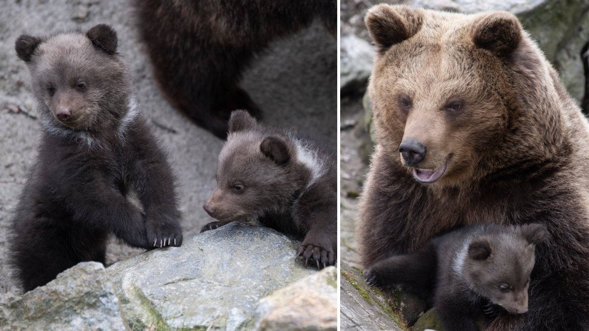 I år blir det inga björnungar på Skansen.