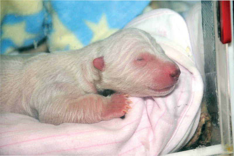 1 dag gammal: Isbjörnsungen föddes i oktober, 2011, och vägde 700 gram vid födseln. 