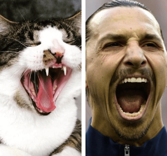 Zlatan Ibrahimović. Zlatan Ibrahimović.