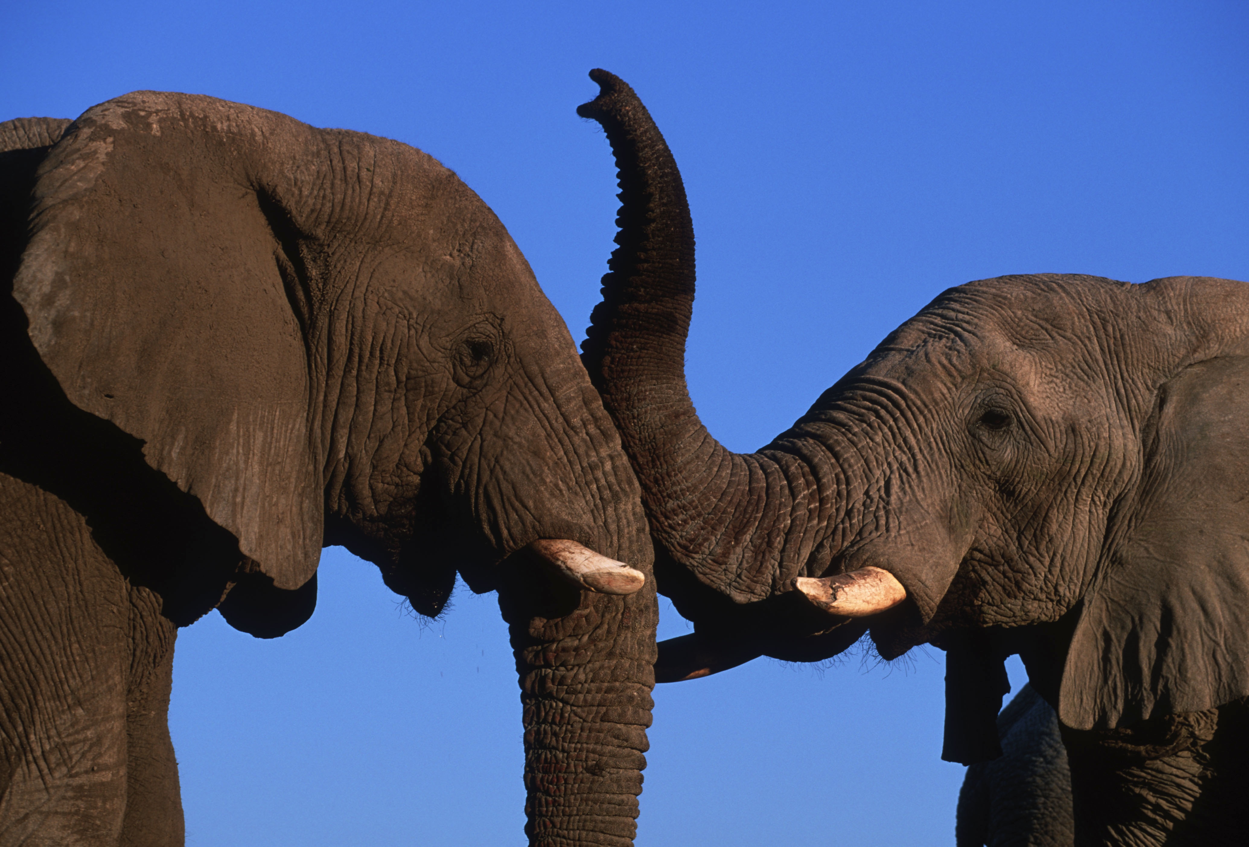 Elefanternas betar anses ha ett stort värde. De används i hantverk och anses ha medicinska effekter.