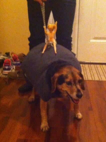 Hunden blev en wrecking ball. Hunden blev en wrecking ball.