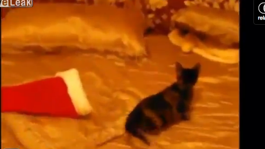 Kattägaren placerar kattungen på sängen tillsammans med pytonormen.