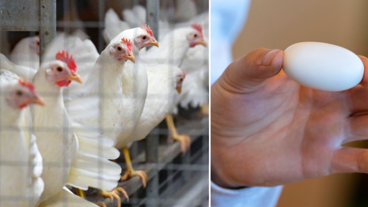 Jordbruksverket höjer risken för fågelinfluensa i södra Sverige.