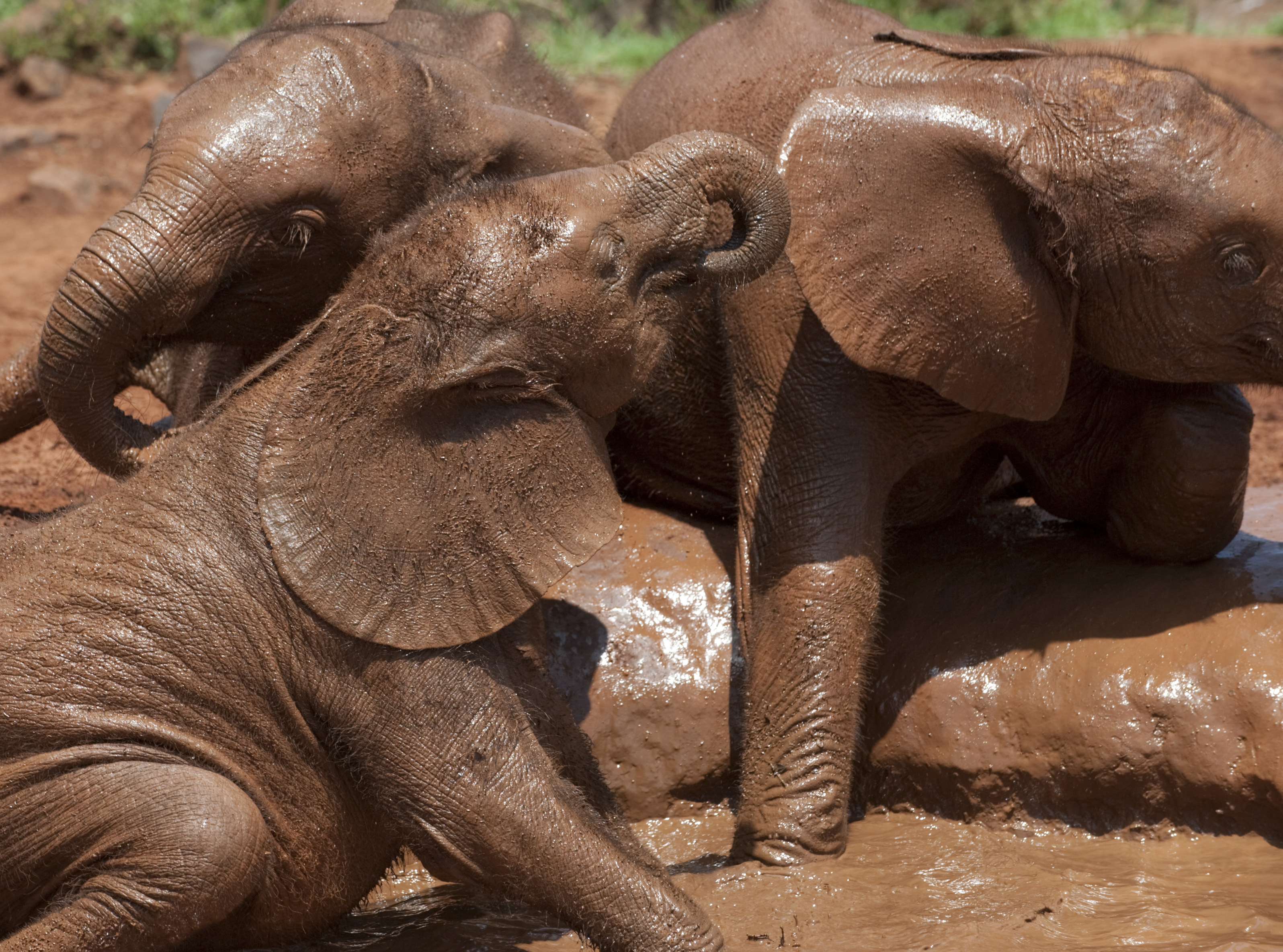 Elefantkalvar som leker i leran. 