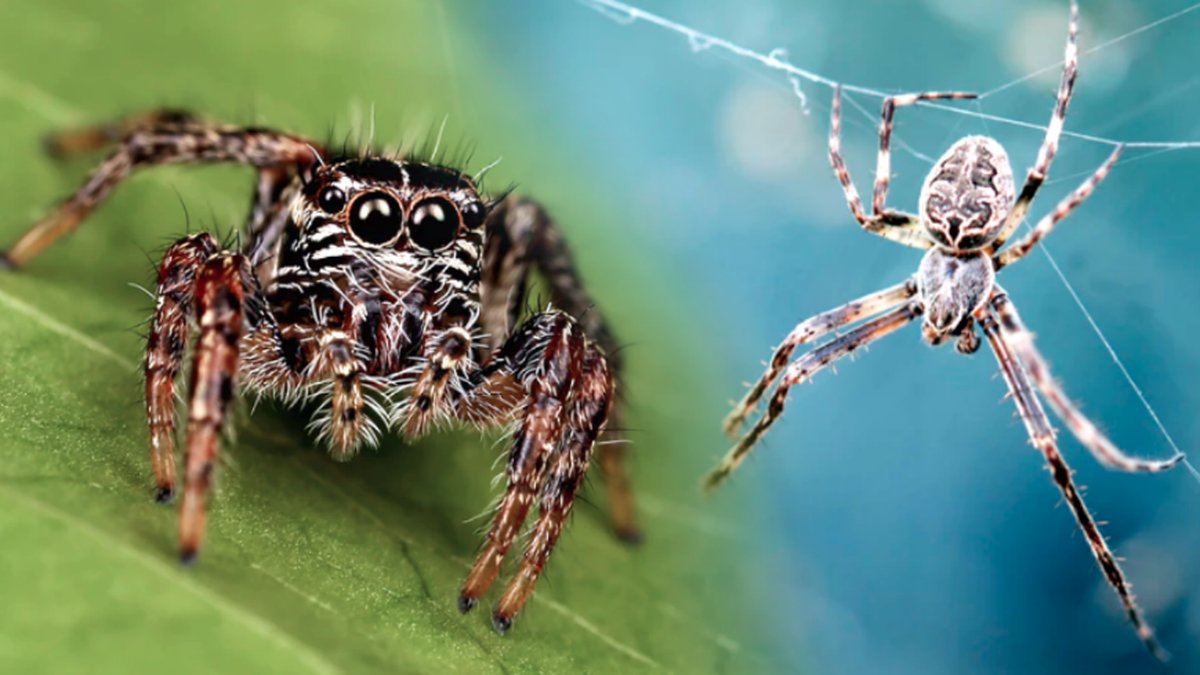 Forskare har upptäckt att spindlar kan flyga.
