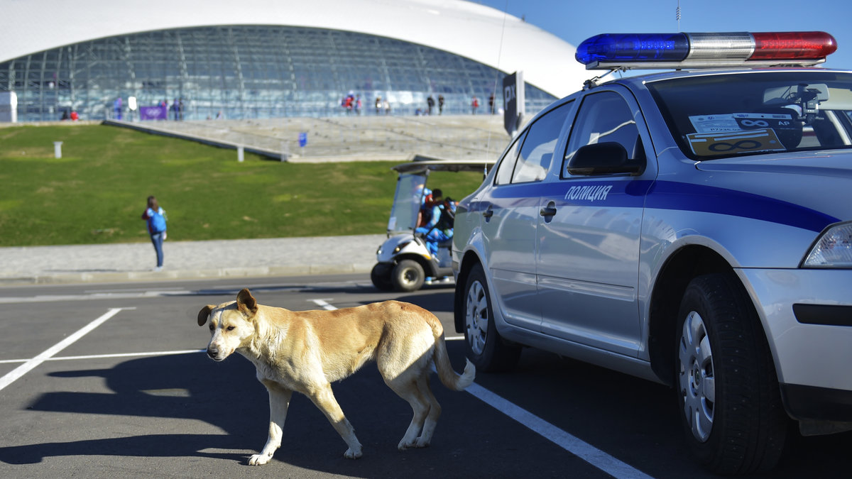 De herrelösa hundarna i Sotji har hotats med avlivning inför och under OS.