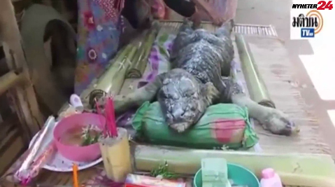 Get, Krokodil, varelse, Konstigt, Thailand