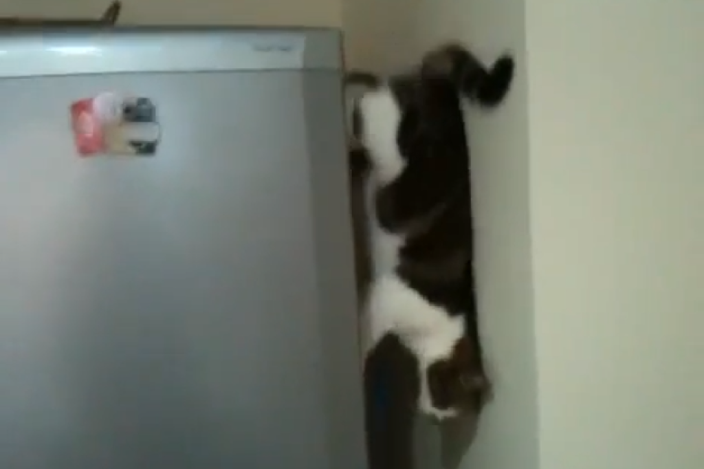 Katten klättrar på väggarna precis som Spindelmannen.