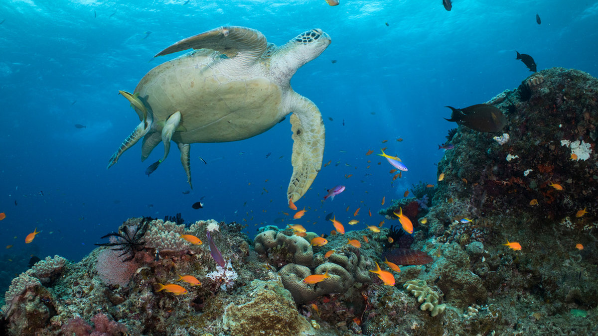 Grön havssköldpadda är en migrerande art. Arkivbild.