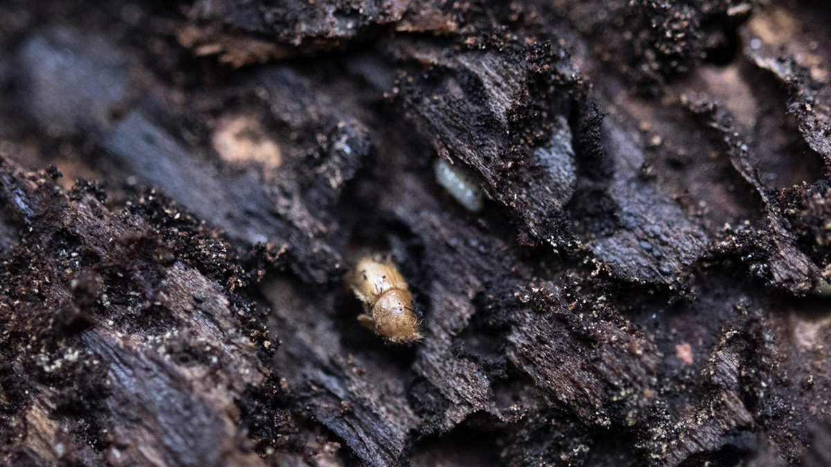 Granbarkborren orsakar skador för miljardbelopp i svenska skogar varje år. Arkivbild.