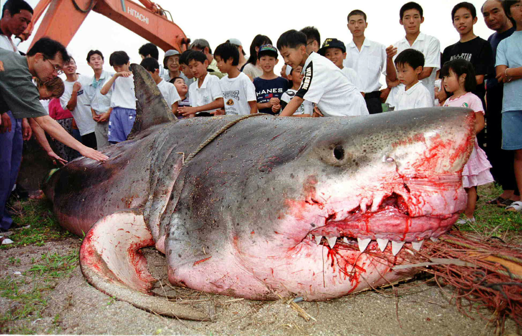 En 5,2 meter lång vithaj fångades i västra Japan 1999.
