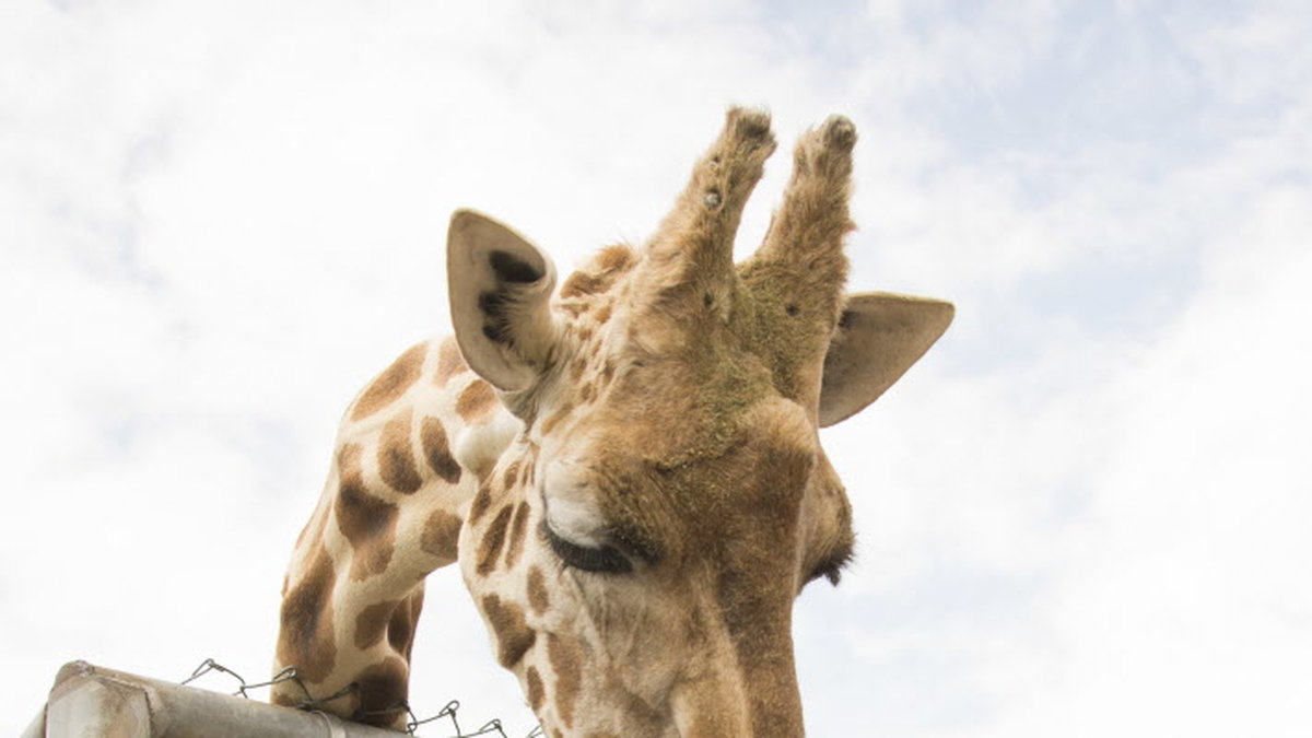 Giraffer är väldigt långa, men kanske inte superintelligenta. 