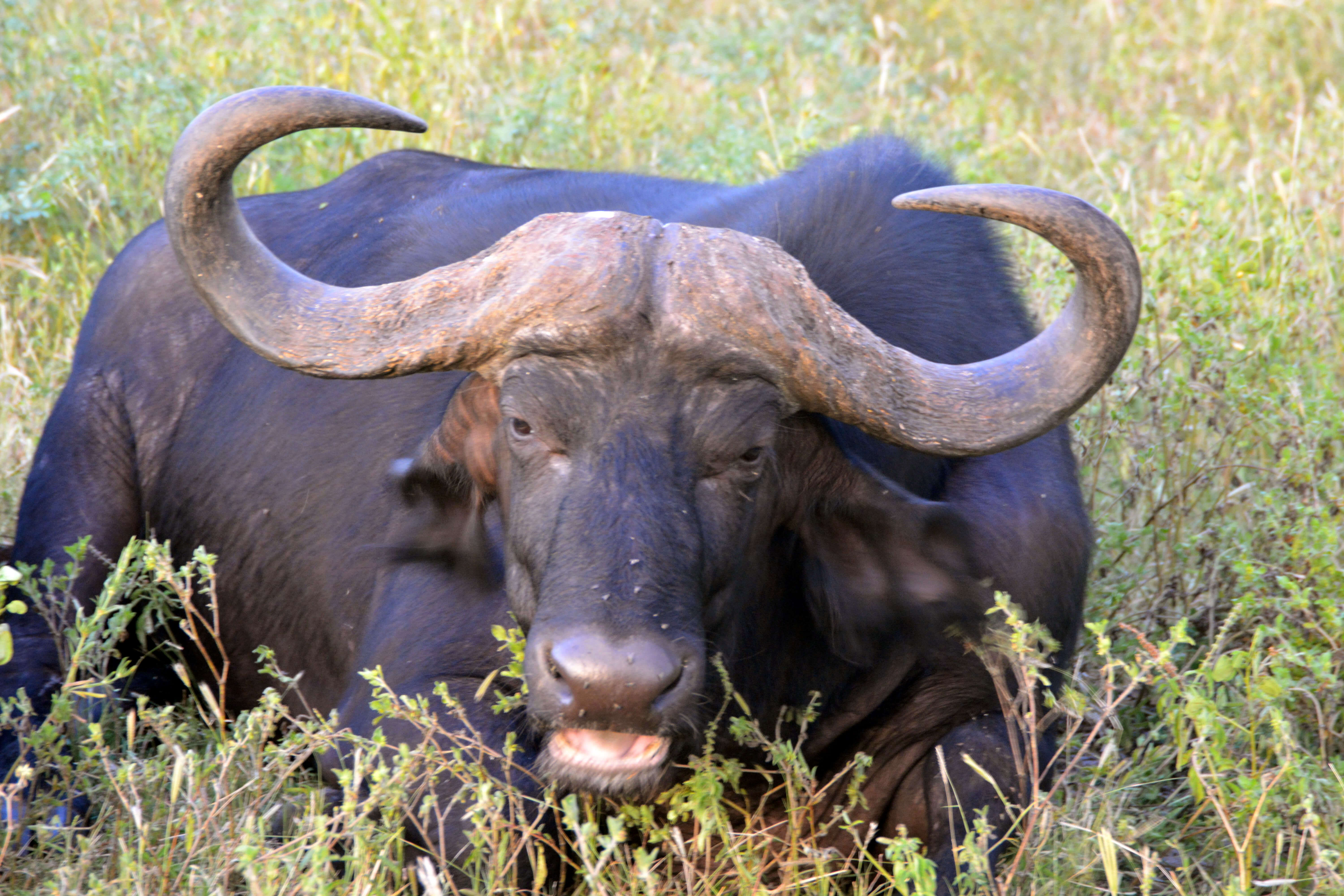 Afrikansk buffel: Det här djuret väger 1,5 ton och har otroligt vassa horn. De dödar årligen 200 personer. Afrikansk buffel: Det här djuret väger 1,5 ton och har otroligt vassa horn. De dödar årligen 200 personer.