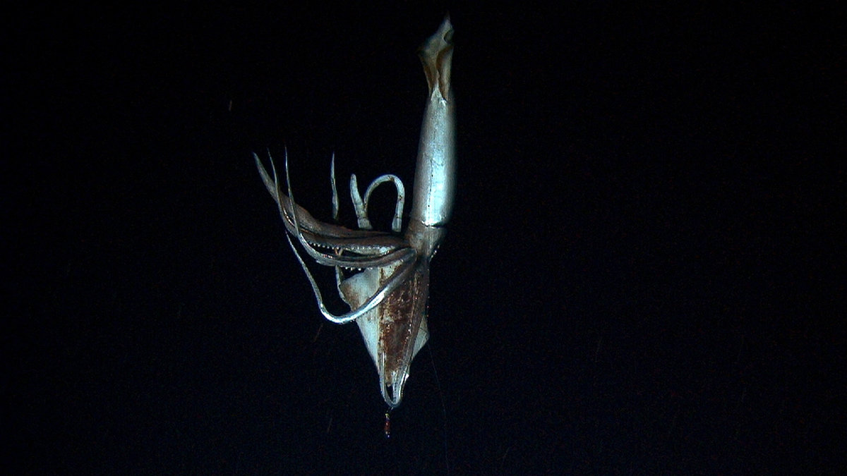 Jättebläckfisken hittades närmare 900 meter under havsytan.