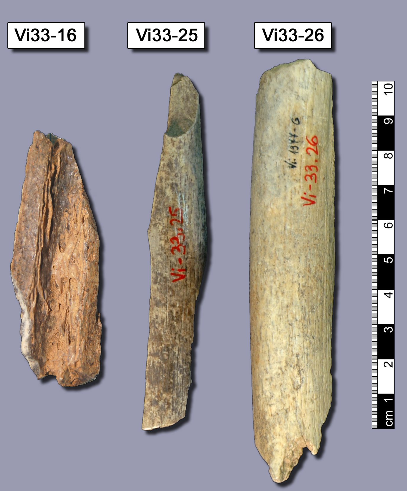 Tre benbitar av neandertalare från Vindijagrottan i Kroatien.