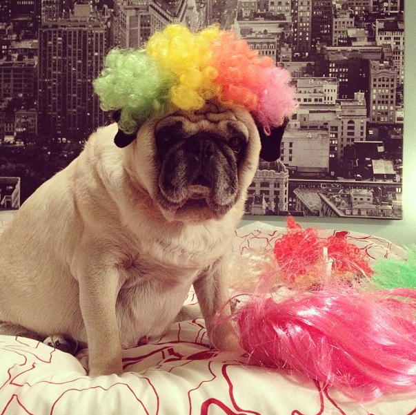 Clownperuken är väl sådär. Clownperuken är väl sådär.