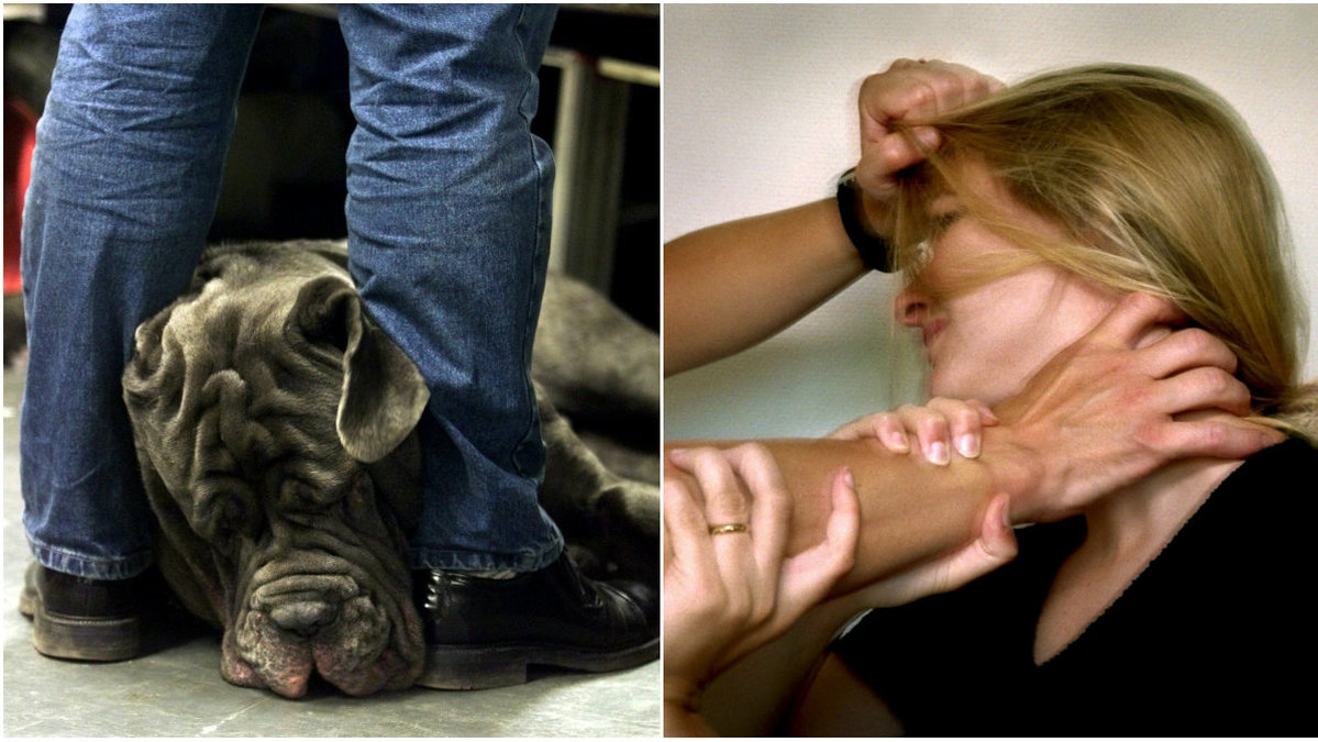 Forskning visar ett samband mellan skadade husdjur och mäns våld i nära relationer.