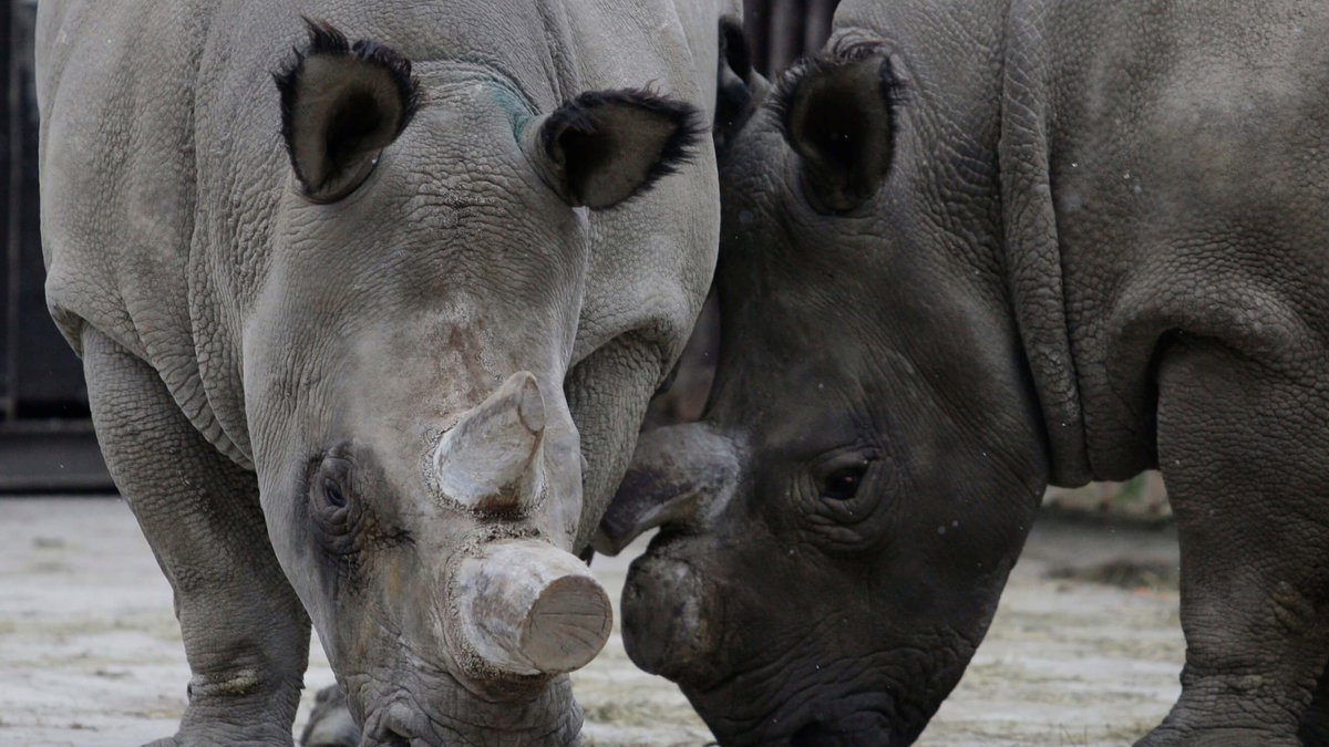 En noshörning dödades nyligen i Frankrike av tjuvjägare.