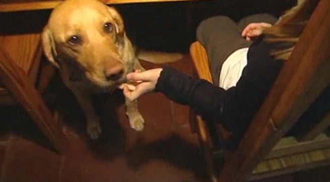 4-åriga Rebecca Farrars labrador Shirley blev känd när hundens luktsinne upptäckte varningstecken i ägarens blodsocker. 4-åriga Rebecca Farrars labrador Shirley blev känd när hundens luktsinne upptäckte varningstecken i ägarens blodsocker.