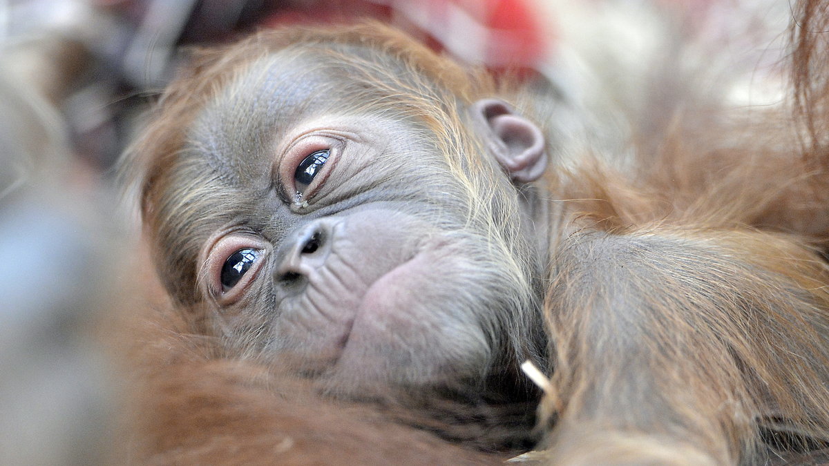 Orangutangen är starkt (Borneo) till akut (Sumatra) utrotningshotad, främst på grund av att dess naturliga biotop, regnskogen, och dess livsmiljö håller på att försvinna på grund av skogsavverkning och skogsbränder.