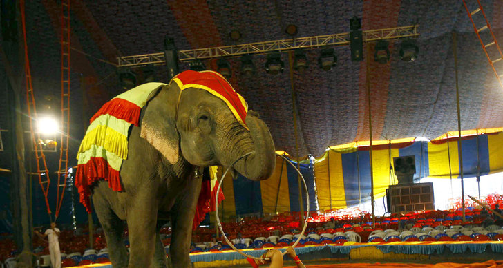 Elefant, Död, Frankrike, Cirkus