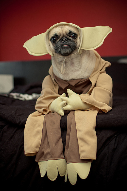 Yoda-mopsen. Yoda-mopsen.