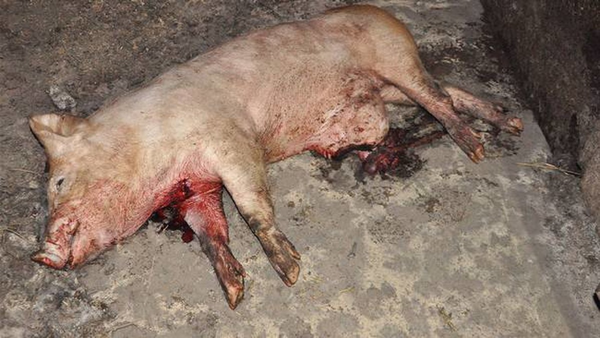 Döda grisar kvarlämnade i boxarna. Varning för kommande bild.