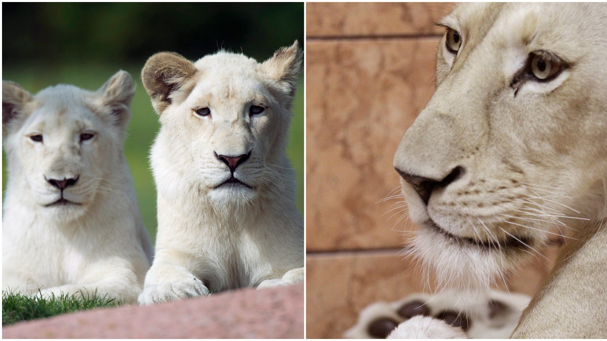 Två vita lejon hittades halshuggna och utan tassar (genrebild).