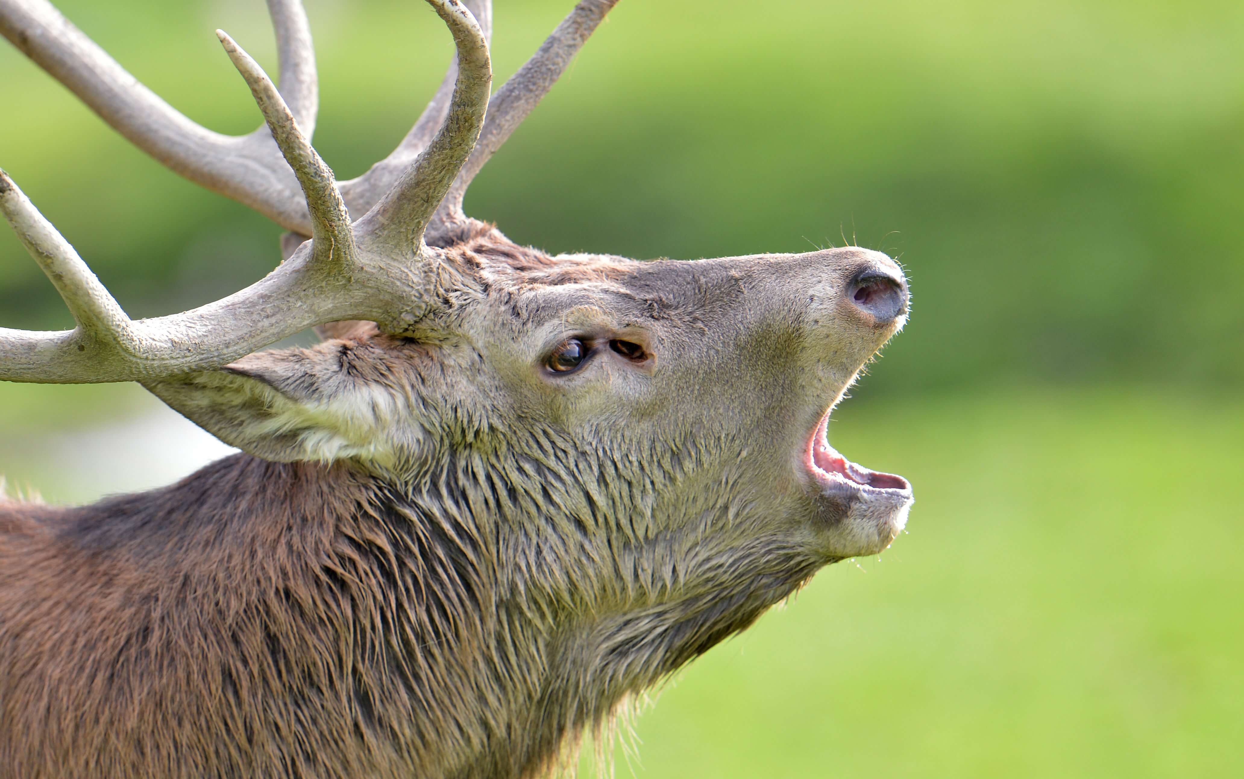 Hjort: Inte skulle väl Bambi..? Eller? Jo, 120 personer varje år – men oftast för att de krockar med djuret och dör till följd. Hjort: Inte skulle väl Bambi..? Eller? Jo, 120 personer varje år – men oftast för att de krockar med djuret och dör till följd.
