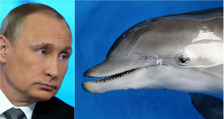 Delfin, Ryssland, Vladimir Putin