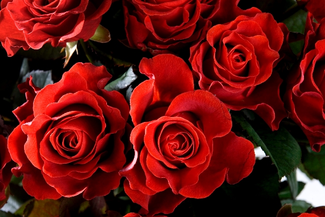 På alla hjärtans dag säljs det fyra miljoner rosor i Sverige. De mörkröda är mest eftertraktade.