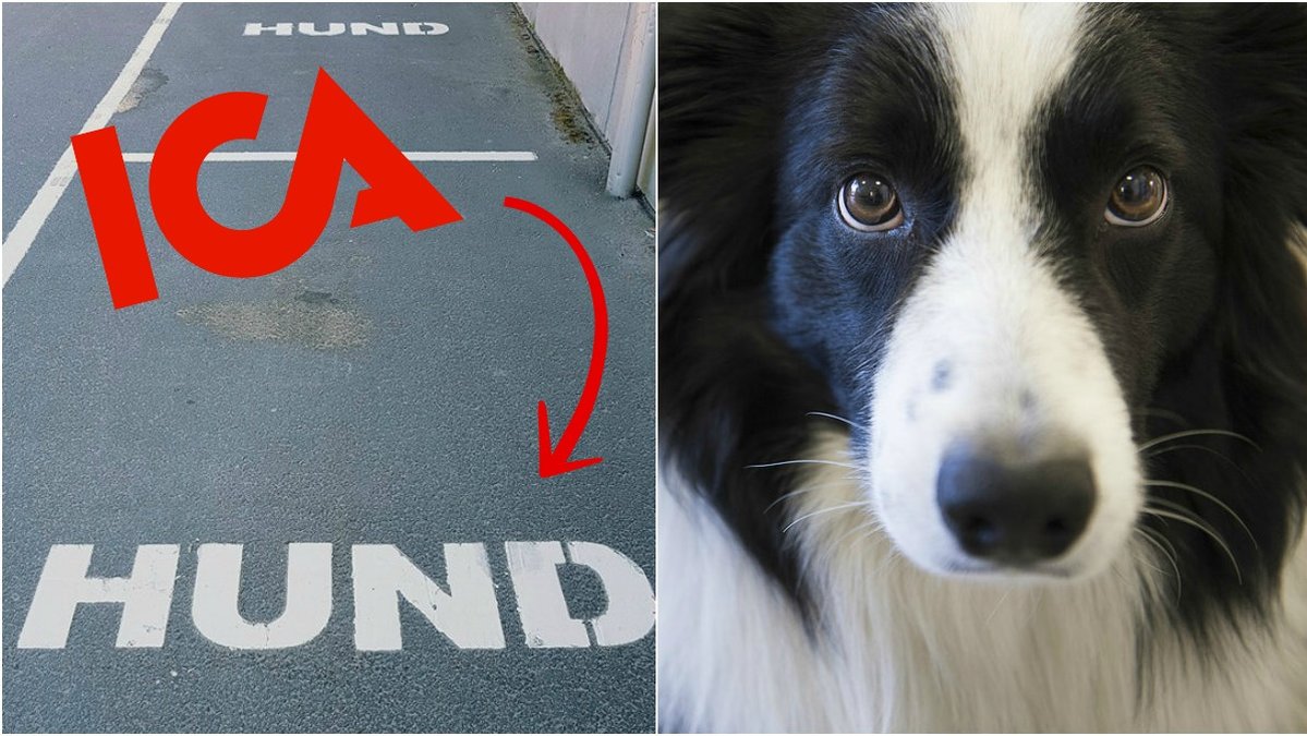 Ica Kvantum i Tidaholm har skaffat två speciella parkeringar, nämligen för hundägare. 